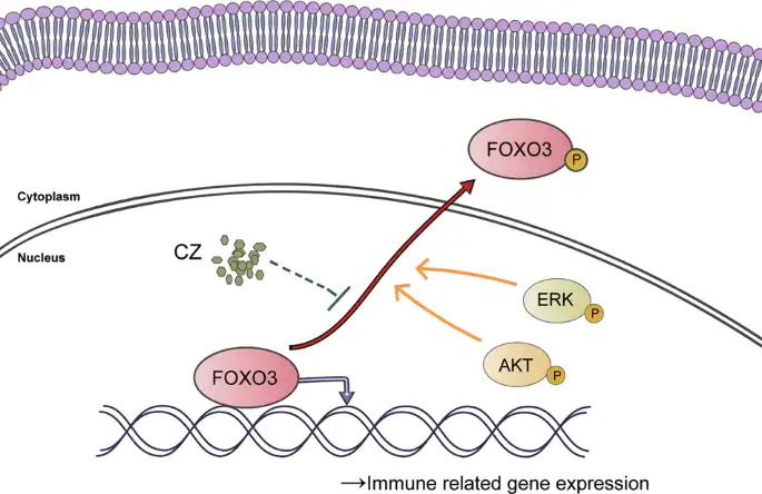 Application of Chlorzoxazone