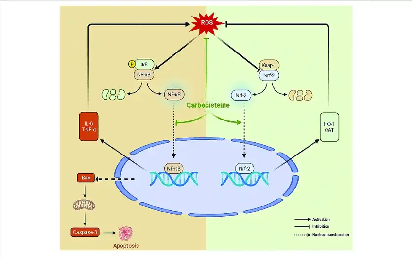 Application of Carbocysteine Powder