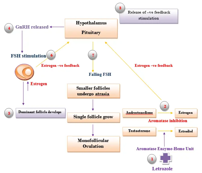 Use of Letrozole Powder