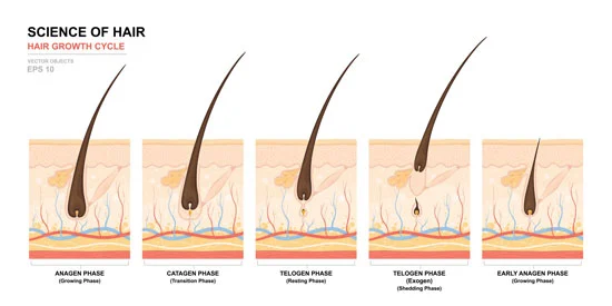 application of minoxidil