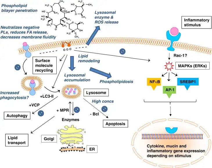 Application of Azithromycin