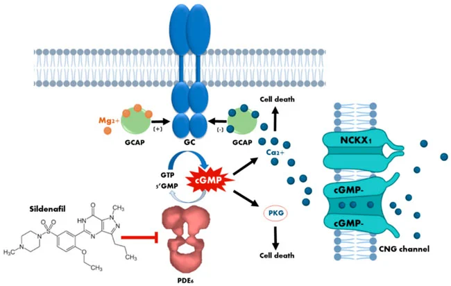 Sildenafil  Sildenafil