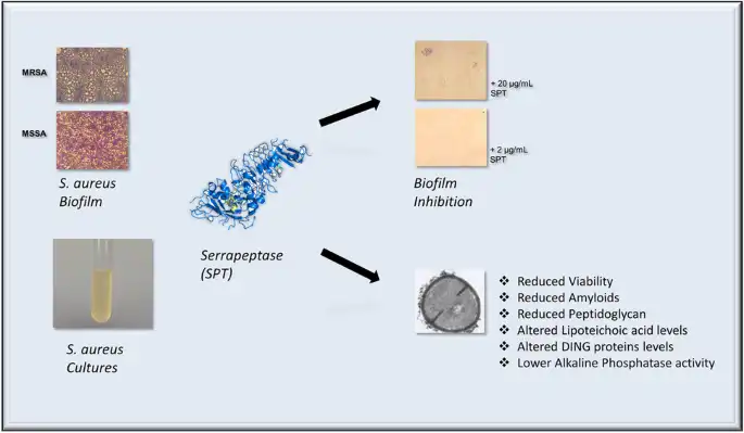 Serrapeptase