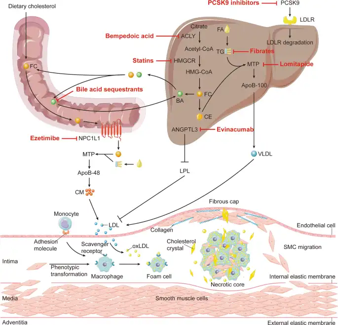 Role of Cholesterol Role of Cholesterol
