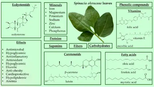 Ecdysterone  Ecdysterone