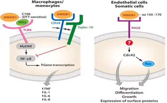 Lidocaine Powder A Wonder Drug for Pain Relief Lidocaine Powder A Wonder Drug for Pain Relief