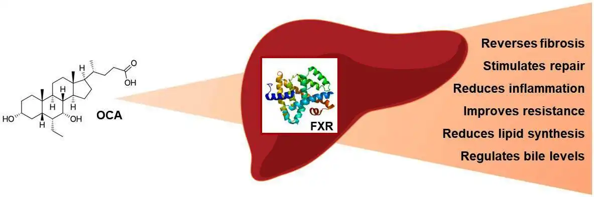 Obeticholic Acid Obeticholic Acid