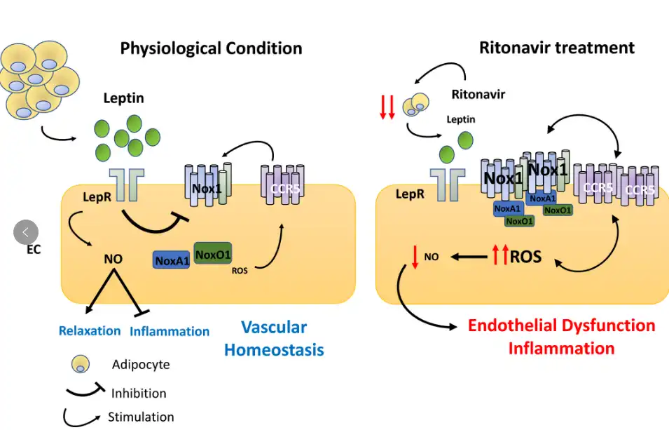 Function of Lopinavir Powder Function of Lopinavir Powder